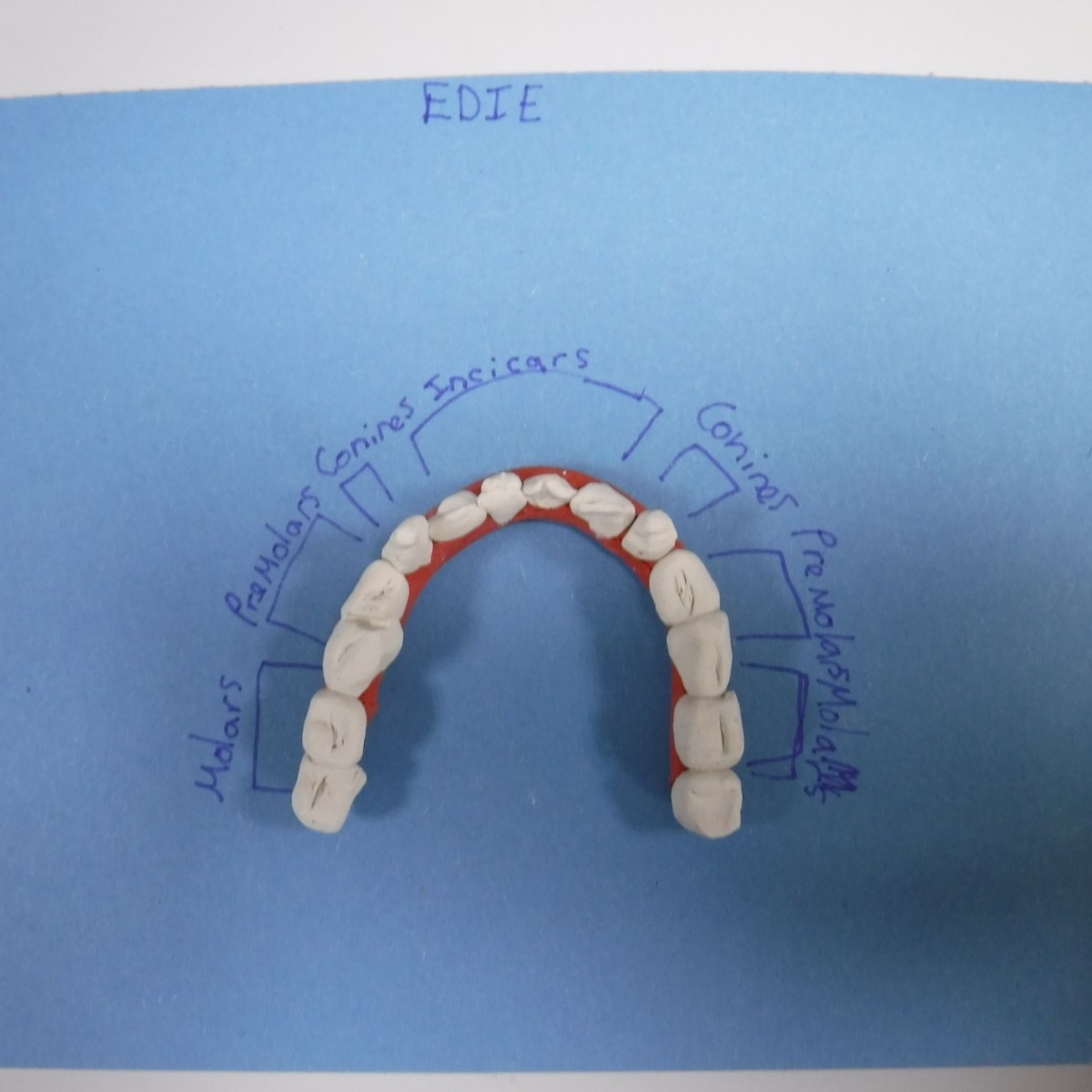 Upton Junior School - Year 4 Science - Teeth.